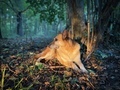 Portrait of German shepherd dog in the autumn forest lying down on the ground in the bright sunlight - PhotoDune Item for Sale