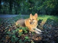 Portrait of German shepherd dog in the autumn forest lying down on the ground in the bright sunlight - PhotoDune Item for Sale