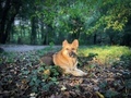 Portrait of German shepherd dog in the forest lying down on the ground in the bright sunlight - PhotoDune Item for Sale