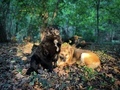 Selective focus of two dogs in the forest sitting in the bright sunlight during autumn  - PhotoDune Item for Sale