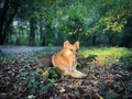 Portrait of German shepherd dog in the forest lying down on the ground in the bright sunlight - PhotoDune Item for Sale
