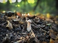 Close up of white tiny mushroom growing in the forest in the bright sunlight - PhotoDune Item for Sale