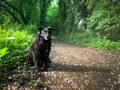 Selective focus of black dog in the forest sitting in the bright sunlight during spring  - PhotoDune Item for Sale