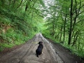 Brown dog on a muddy road surrounded by green forest growing in spring  - PhotoDune Item for Sale