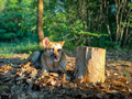 Portrait of German shepherd dog in the forest sitting down on the ground in the bright sunlight - PhotoDune Item for Sale