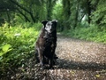 Selective focus of black dog in the forest sitting in the bright sunlight during spring  - PhotoDune Item for Sale