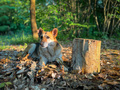 Portrait of German shepherd dog in the forest lying down on the ground in the bright sunlight - PhotoDune Item for Sale