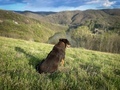 Selective focus of brown dog on the grass surrounded by mountains on a sunny spring day - PhotoDune Item for Sale