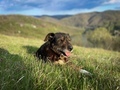 Selective focus of brown dog on the grass with mountains in the background on a sunny spring day - PhotoDune Item for Sale