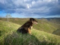 Selective focus of brown dog on the grass with mountains in the background on a cloudy spring day - PhotoDune Item for Sale