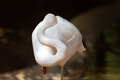 Great flamingo hiding head in it's feathers - PhotoDune Item for Sale