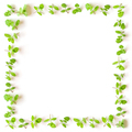 Fresh mint square frame isolated on white background - PhotoDune Item for Sale