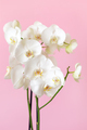 Blossoming phalaenopsis orchid on pastel pink colored background, macro closeup in vertical format - PhotoDune Item for Sale