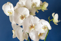 Blossoming white phalaenopsis orchid on blue colored background, macro closeup - PhotoDune Item for Sale