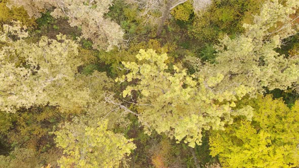 Autumn Forest with Trees By Day