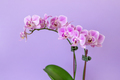 Blossoming mini phalaenopsis orchid against pastel purple colored background, indoor gardening - PhotoDune Item for Sale