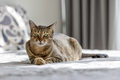 Cute oriental cat sitting on top of the bed at home, domestic animal portrait - PhotoDune Item for Sale