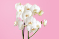 Blossoming phalaenopsis orchid against pastel pink colored background - PhotoDune Item for Sale