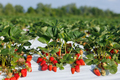 Bush of ripe organic strawberries in the garden. Berry close-up. - PhotoDune Item for Sale