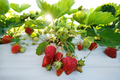 Bush of ripe organic strawberries in the garden. Berry close-up. - PhotoDune Item for Sale