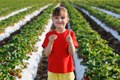 Little girl on the background of a strawberry field holds a strawberry - PhotoDune Item for Sale