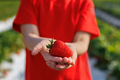 Close-up of a ripe red strawberry berry in the hands of a little girl - PhotoDune Item for Sale