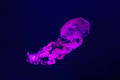 South American Sea Nettle Jelly Fish Swim Underwater Aquarium Pool With Pink Neon Light - PhotoDune Item for Sale
