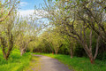 Path Through Park, Alley With Green Grass And Apple Trees On Sunset - PhotoDune Item for Sale
