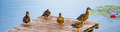Wild ducks stand on a wooden pier in the lake. - PhotoDune Item for Sale