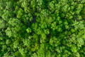 Aerial top view of mangrove forest. Drone view of dense green mangrove trees captures CO2. Green - PhotoDune Item for Sale