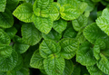 Closeup green leaves of tropical plant in garden. Dense green leaf with beauty pattern texture  - PhotoDune Item for Sale