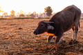 Swamp buffalo at a harvested rice field in Thailand. Young buffalo knee down on ground at farm - PhotoDune Item for Sale