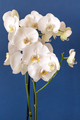 Blossoming white phalaenopsis orchid against blue colored background in a vertical format - PhotoDune Item for Sale