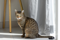 Cute oriental cat at home, domestic animal portrait - PhotoDune Item for Sale