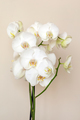 Blossoming white phalaenopsis orchid against pastel neutral colored background, vertical format - PhotoDune Item for Sale