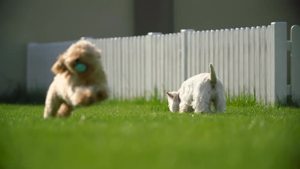 Two Dogs Play with Ball Near Fence