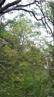 Aerial View of Green Forest in Summer