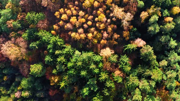 Top down view of colorful autumn forest at sunrise, Poland