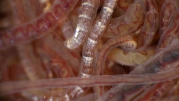 a Colony of the Worm Tubifex Tubifex, Which Is Used As Food for Fish