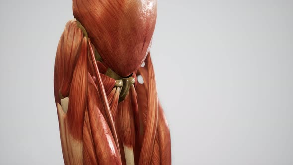 Muscular System of Human Body Animation alt