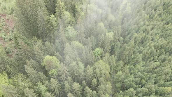 Ukraine, Carpathians: Forest Landscape. Aerial View. Flat, Gray