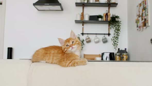 Ginger Kitten Lies on a White Sofa Against the Background of the Kitchen