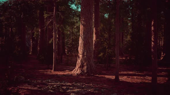 Sequoia Tree in Yosemite National Park