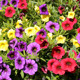 Flowers - VideoHive Item for Sale