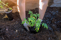 An organic garden is planted by a young farmer with tomato seedlings. - PhotoDune Item for Sale