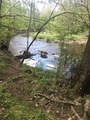 Dog trotting in the creek in the woods  - PhotoDune Item for Sale