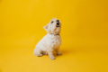 Young west highland white terrier on yellow background, west highland white terrier in studio - PhotoDune Item for Sale