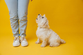 West highland white terrier standing next to girl's feet on yellow background - PhotoDune Item for Sale