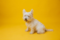 Young west highland white terrier on yellow background, west highland white terrier in studio - PhotoDune Item for Sale