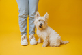 West highland white terrier standing next to girl's feet on yellow background - PhotoDune Item for Sale